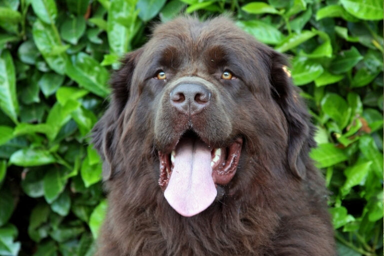 portrait brown newfoundland with tongue out