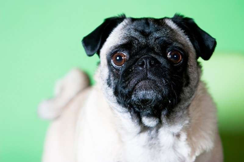pug portrait with green background