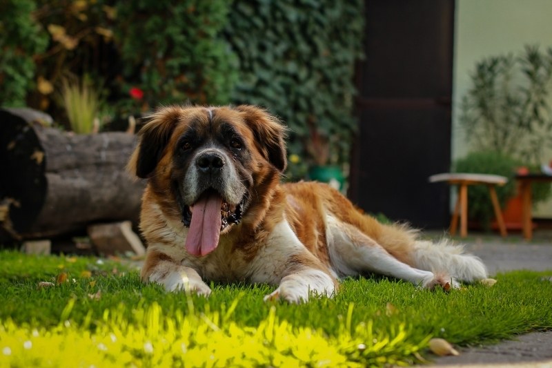 red and white saint bernard