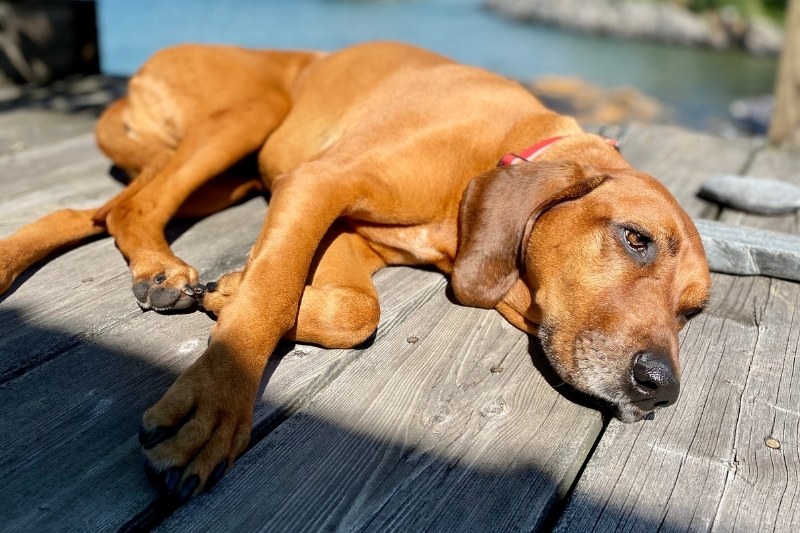 redbone coonhound laying down