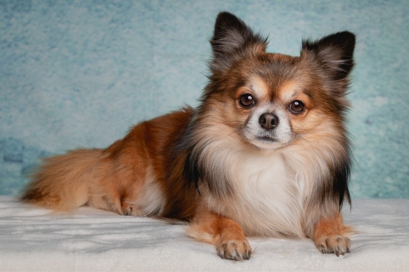 sable chihuahua laying down