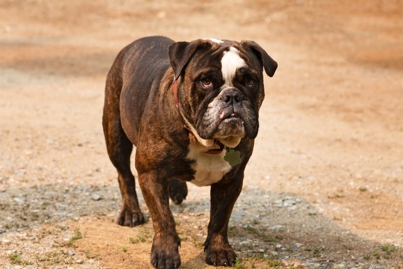 sable english bulldog