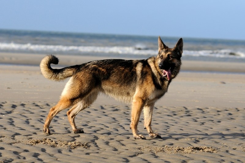 sable german shepherd