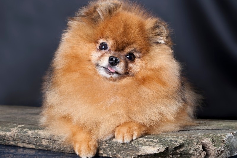 sable pomeranian