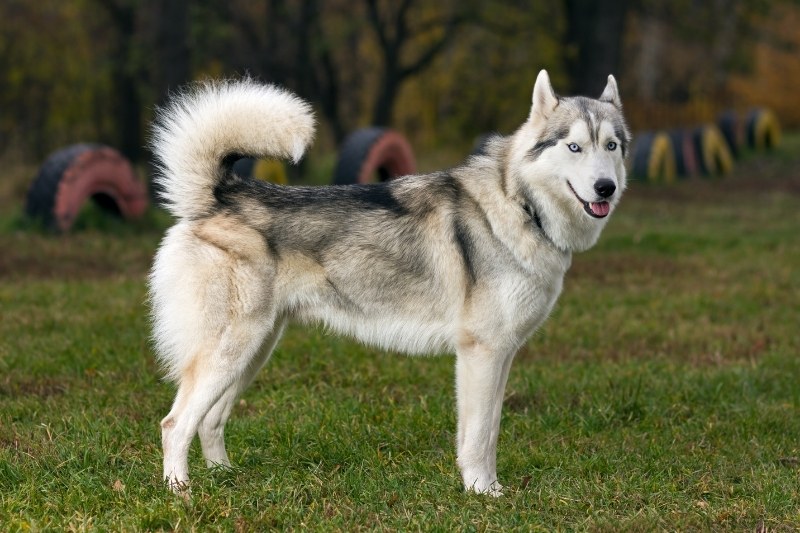 sable siberian husky