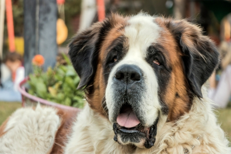 Todos los colores del perro San Bernardo explicados