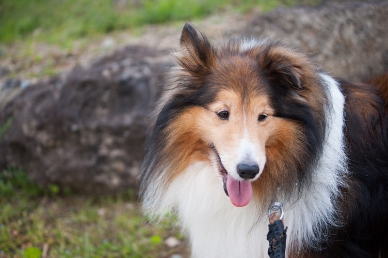 20 amazing sable dog breeds (with pictures!)