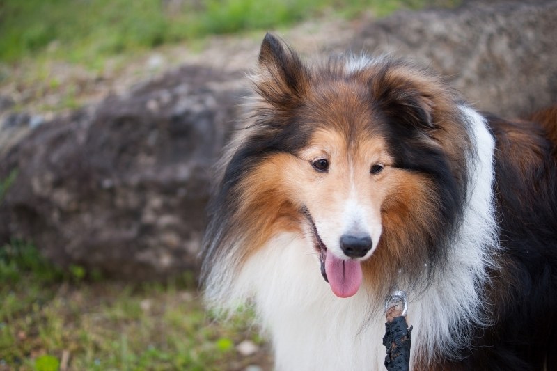 shetland sheepdog sable