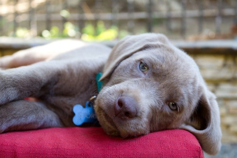 silver lab puppy