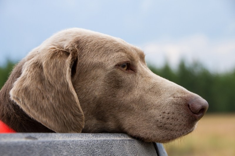 silver lab