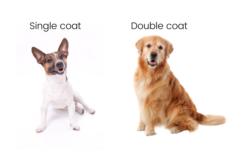 Single Coat Vs Double Coated Dog Breeds DogsPlanet
