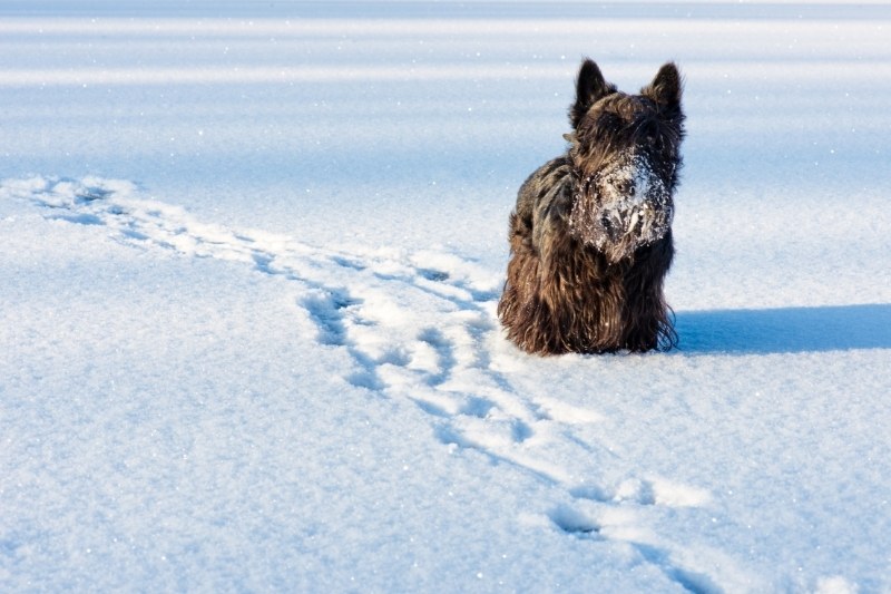 terrier escoces en nieve