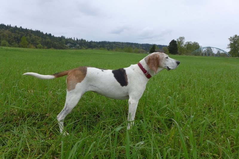 treeing walker coonhound