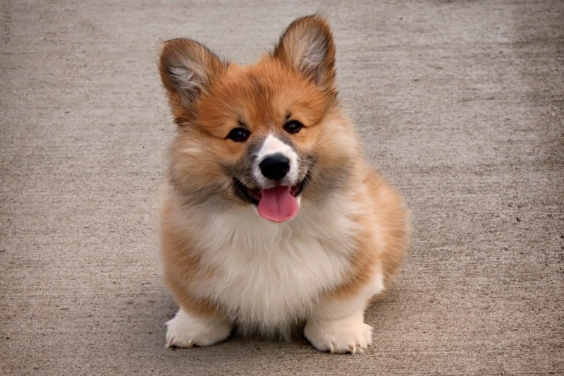 welsh corgi pembroke sitting down