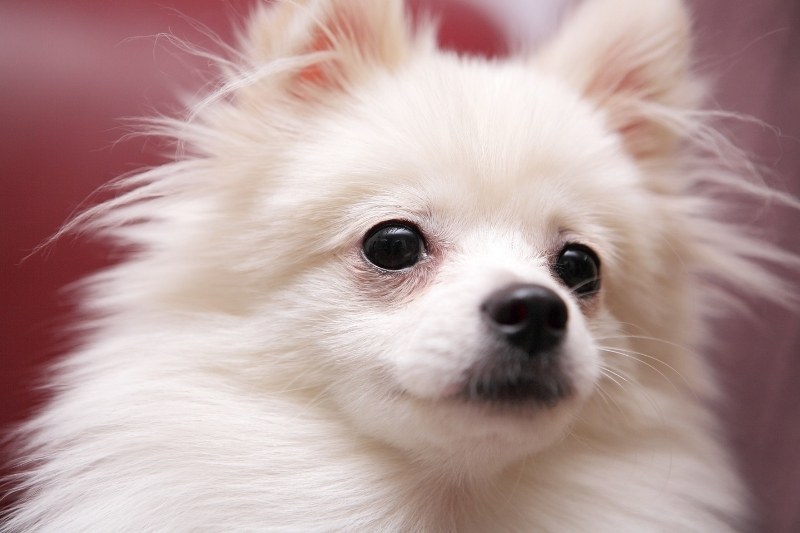 white pomeranian