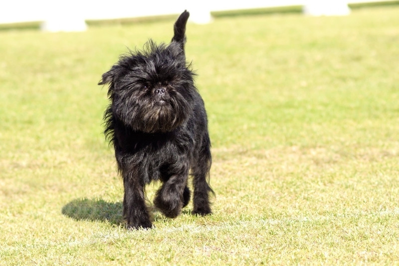 affenpinscher walking on grass