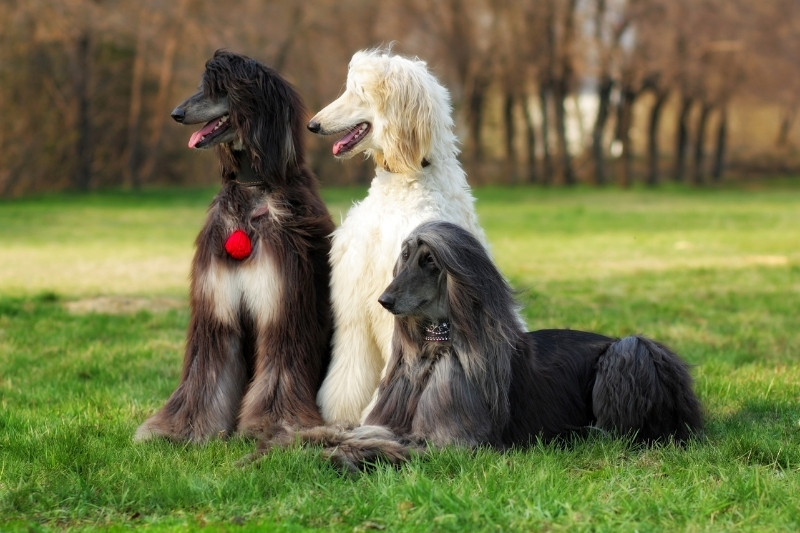 afghan hound colors