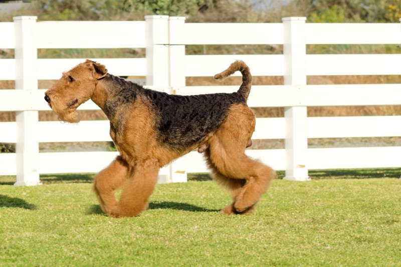 airedale terrier running