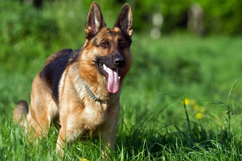 berger allemand avec collier