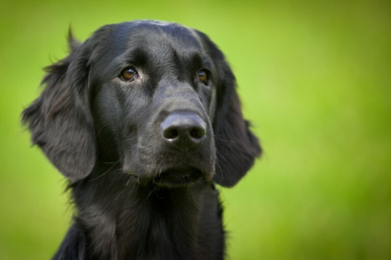 retrato de perro negro