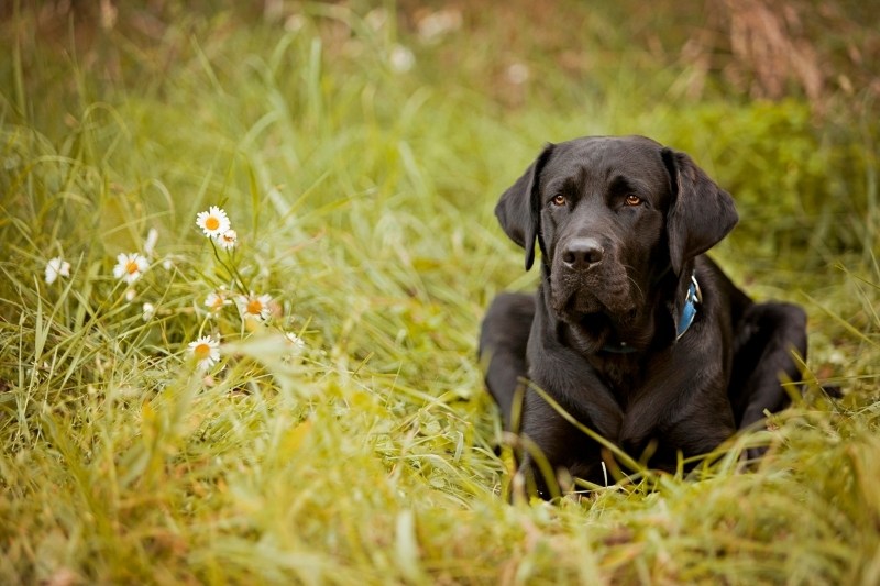 labrador negro acostado