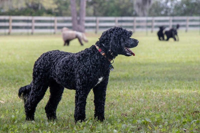 perro de agua portugués negro