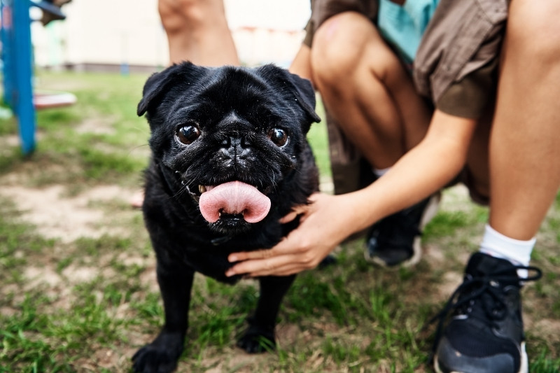 black pug