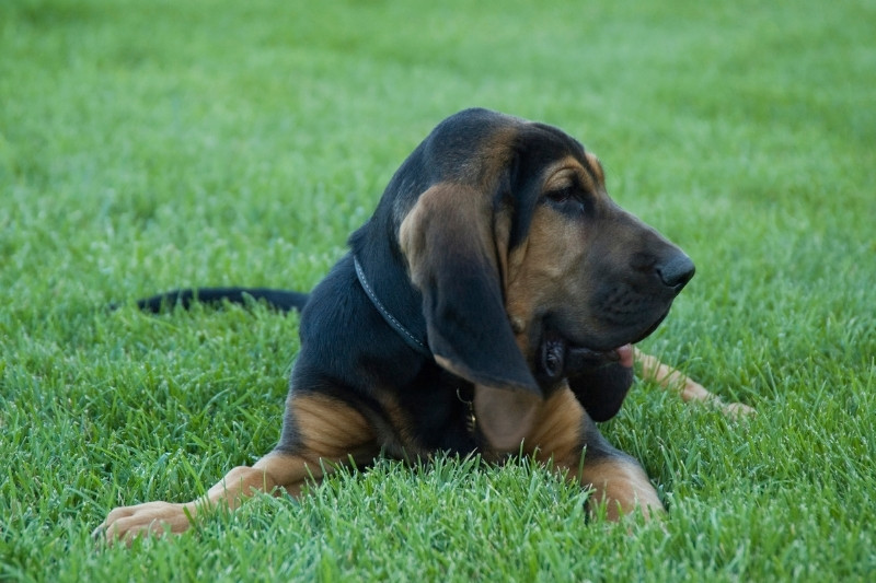 bloodhound laying in grass