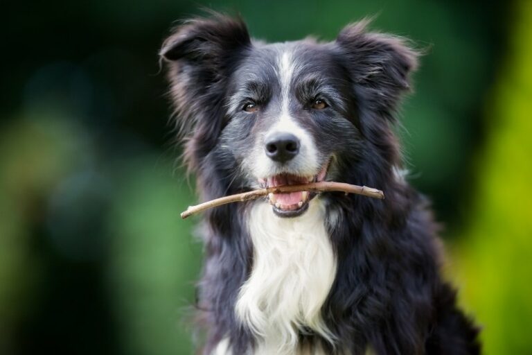 Las 15 razas de perros más inteligentes del mundo (¡con fotos!)