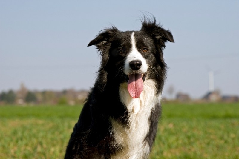 border collie retrato