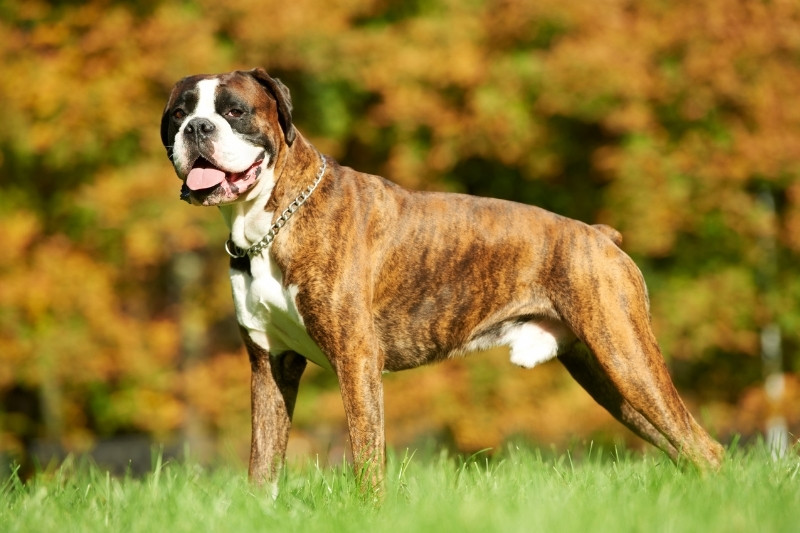 boxer debout dans une forêt