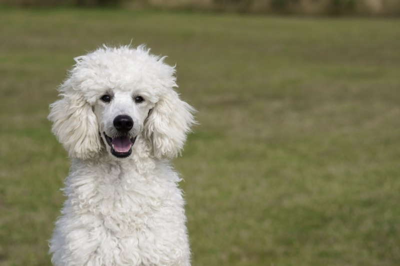 caniche blanco retrato