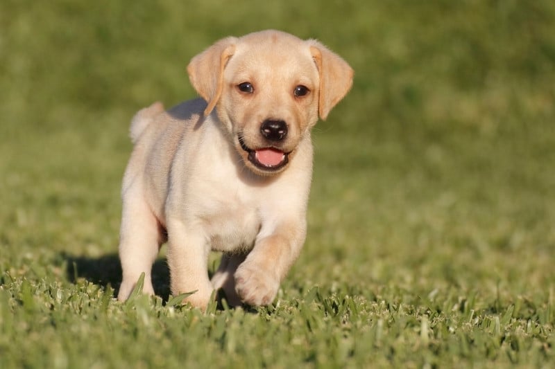 chiot labrador en train de courir