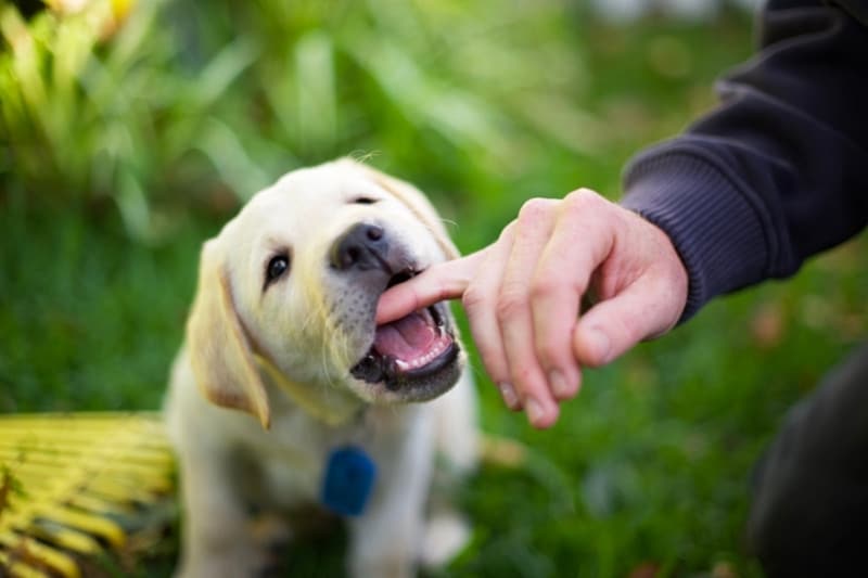 chiot labrador qui mord un doigt