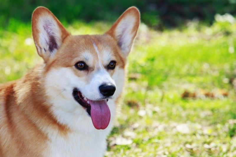 corgi pembroke retrato