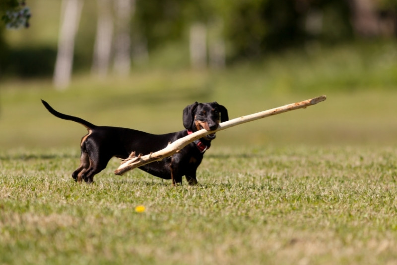 dachshund with stick in mouth