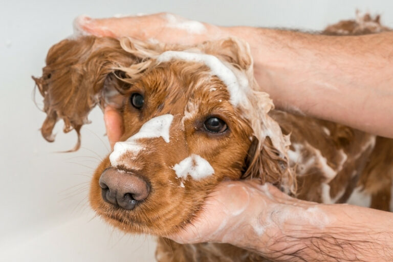 The 10 best flea shampoos for dogs