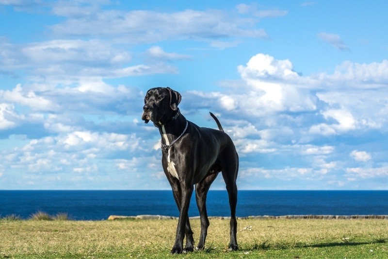 dogue allemand noir qui marche près de la mer