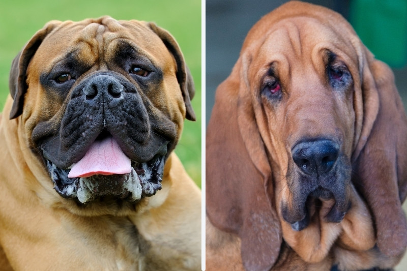 Mastiff vs Bloodhound: what are the differences?