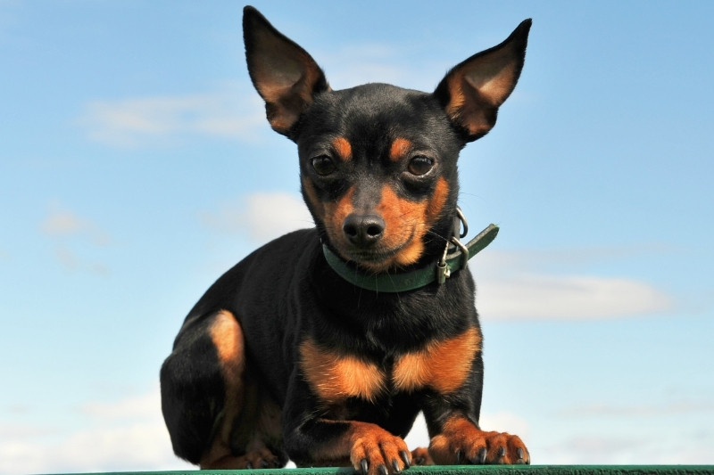 miniature pinscher laying down