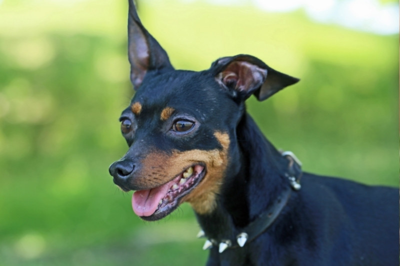 miniature pinscher portrait