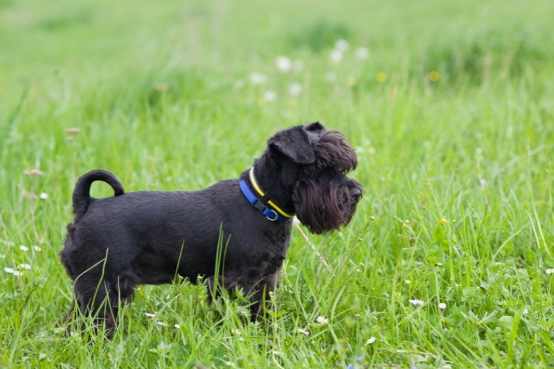 miniature schnauzer black