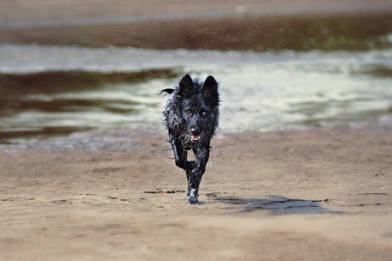 mudi running near water