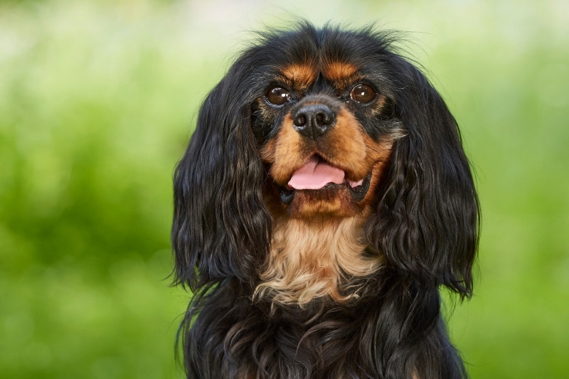 orange and black cavalier king charles spaniel portrait