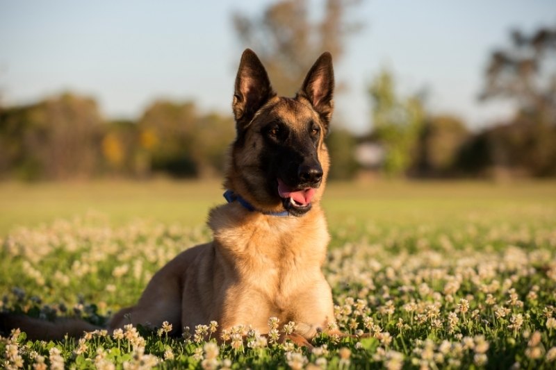 perro malinois tumbado