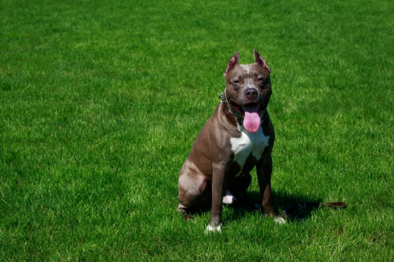 pitbull assis sur gazon avec un collier