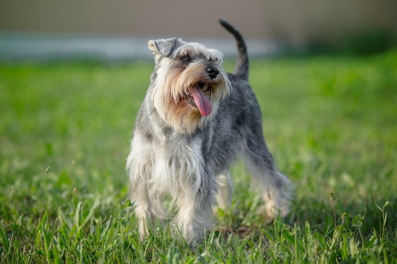 schnauzer miniatura de pie en cesped