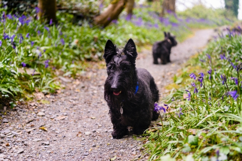 terrier escocés en el bosque