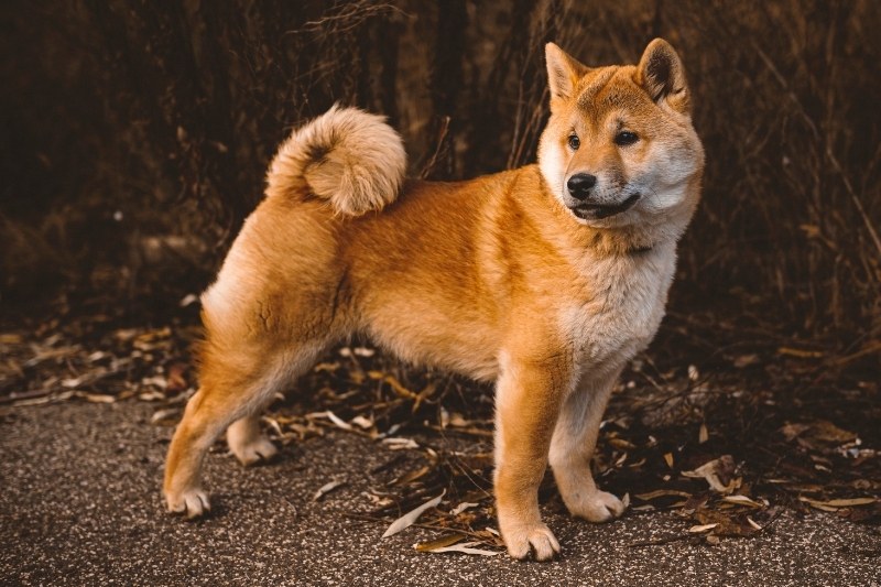 shiba inu marron blanc