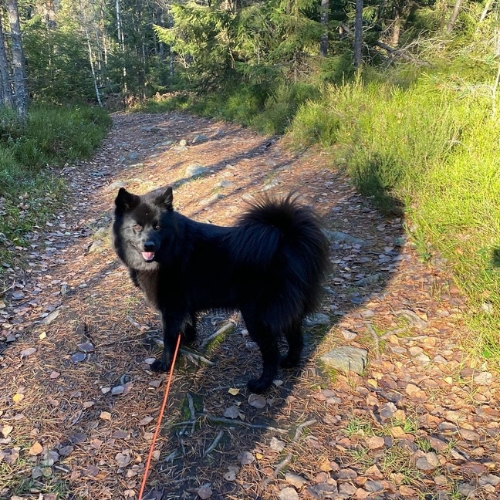 lapphund sueco con correa